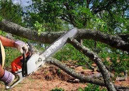 How Our Tree Care Process Works  in The Pinery, CO