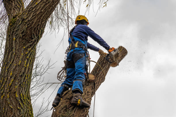 Reliable The Pinery, CO Tree Services Solutions