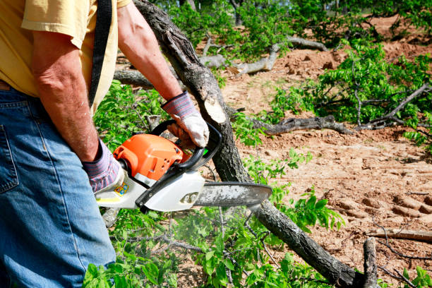 Best Tree Disease Treatment  in The Pinery, CO